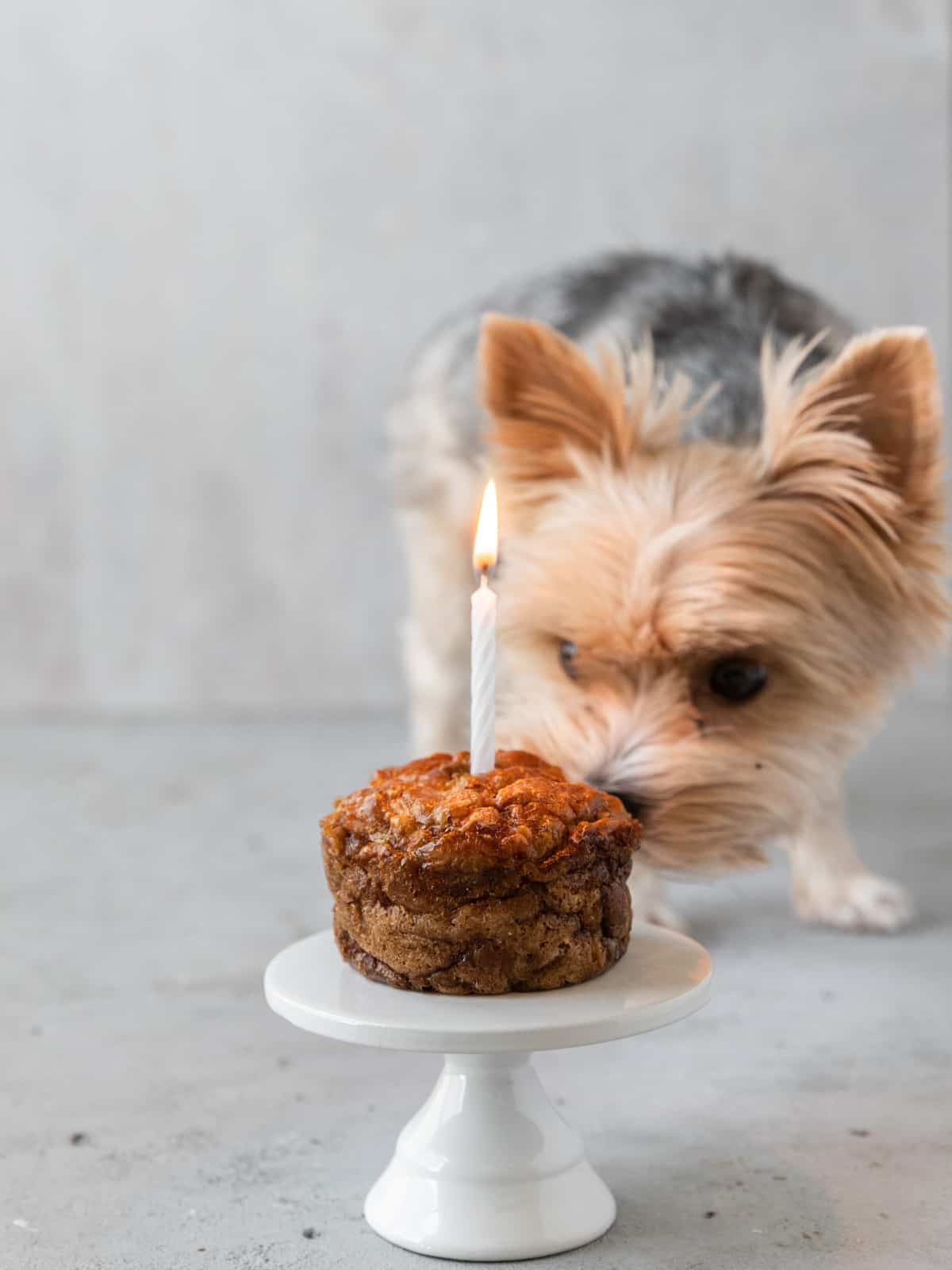a small black and tan yorkie smelling a dog birthday cake with a lit candle in it.