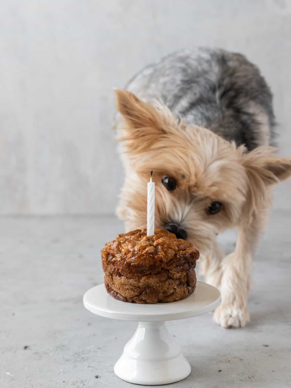 a small tan and black yorkie dog sniffing a dog birthday cake on a white cake stand with a candle in the cake