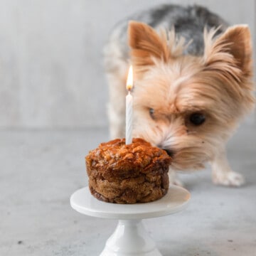a small black and tan yorkie smelling a dog cake with a lit candle in it